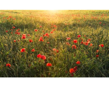 Tapeten Komar SHX9-071  Vlies Fototapete "Poppy World "  grün, rot