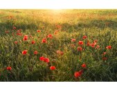 Tapeten Komar SHX9-071  Vlies Fototapete "Poppy World "  grün, rot
