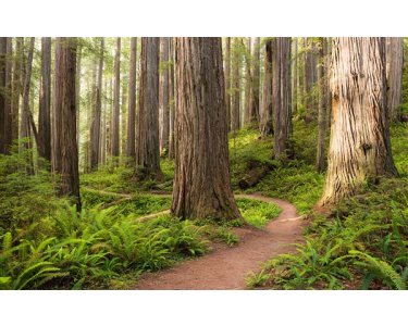 Tapeten Komar SHX9-077  Vlies Fototapete "Redwood Trail"  bunt