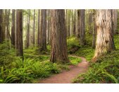 Tapeten Komar SHX9-077  Vlies Fototapete "Redwood Trail"  bunt