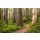 Tapeten Komar SHX9-077  Vlies Fototapete "Redwood Trail"  bunt