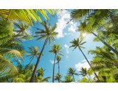 Tapeten Komar SHX9-108  Vlies Fototapete "Coconut Heaven "  bunt          
