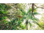 Tapeten Komar SHX9-128  Vlies Fototapete "Touch the Jungle "  grün         
