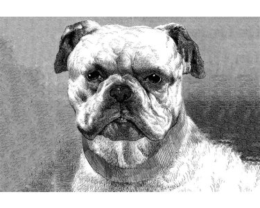 AP Digital 4  Bulldog