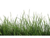 AP Digital 4  Green Grass