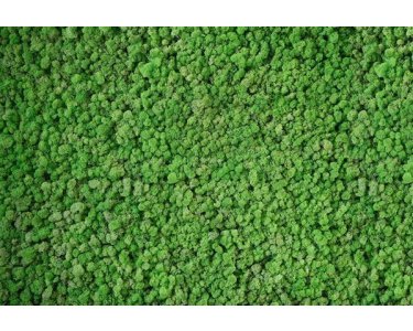 AP Digital 4  Real Moss