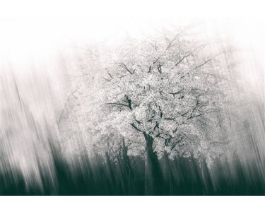 AP Digital 4  Streaks Spring