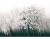 AP Digital 4  Streaks Spring