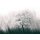 AP Digital 4  Streaks Spring