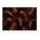 Tapeten Erismann Art Edition 2243-30 Digitaltapete, Glossy Palms