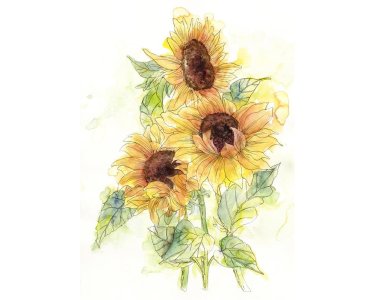Tapeten Komar X4-1008  Colours Imagine Edition 5 Girasol   Vlies Fototapete