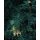 Tapeten Komar X4-1027  Colours Imagine Edition 5 Jungle Night   Vlies Fototapete