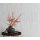 Tapeten Erismann Evolution 1032231 Vliestapete