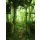 Tapeten Komar SHX4-158 Fototapeten Vlies  - Greenhouse - Größe 200 x 280 cm