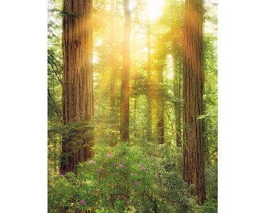 Tapeten Komar SH019-VD2 Fototapeten Vlies  - Redwood - Größe 200 x 250 cm