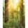 Tapeten Komar SH019-VD2 Fototapeten Vlies  - Redwood - Größe 200 x 250 cm