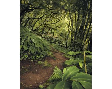 Tapeten Komar SH029-VD2 Fototapeten Vlies  - The Path - Größe 200 x 250 cm