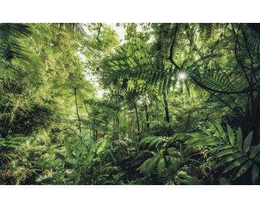 Tapeten Komar SH041-VD4 Fototapeten Vlies  - Into The Jungle - Größe 400 x 250 cm