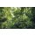 Tapeten Komar SH041-VD4 Fototapeten Vlies  - Into The Jungle - Größe 400 x 250 cm