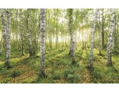 Tapeten Komar SH043-VD4 Fototapeten Vlies  - Birch Trees - Größe 400 x 250 cm