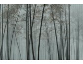 AS Digital Wandbilder Walls by Patel 3  in the bamboo1