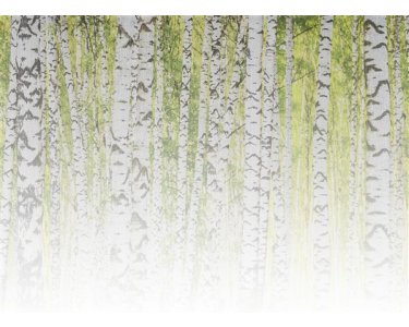 AS Digital Wandbilder Designwalls 2  BirchForest2