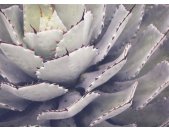 AS Digital Wandbilder Designwalls 2  Cactusplant