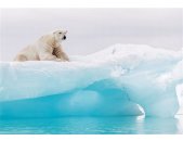 Komar Fototapeten 8-536 Papier Fototapete - Arctic Polar Bear - Größe 368 x 254 cm