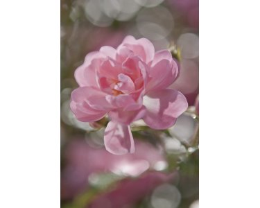 Komar Fototapeten 4-713 Papier Fototapete - Bouquet - Größe 184 x 254 cm
