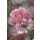 Komar Fototapeten 4-713 Papier Fototapete - Bouquet - Größe 184 x 254 cm