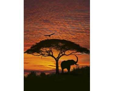 Komar Fototapeten 4-501 Papier Fototapete - African Sunset - Größe 194 x 270 cm