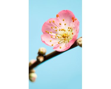 Komar Fototapeten V3-753 Vlies Fototapete - Peach Blossom - Größe 150 x 250 cm