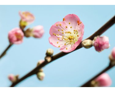 Komar Fototapeten V7-753 Vlies Fototapete - Peach Blossom - Größe 350 x 250 cm