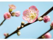 Komar Fototapeten V7-753 Vlies Fototapete - Peach Blossom - Größe 350 x 250 cm