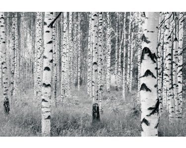 Komar Fototapeten V8-724 Vlies Fototapete - Woods - Größe 400 x 270 cm