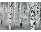 Komar Fototapeten V8-724 Vlies Fototapete - Woods - Größe 400 x 270 cm