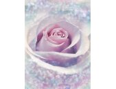 Komar Fototapeten X4-020 Vlies Fototapete - Delicate Rose...