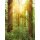 Komar Fototapeten X4-044 Vlies Fototapete - Redwood - Größe 200 x 260 cm