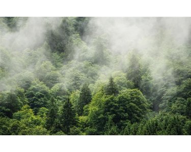Komar Fototapeten PSH061-VD4 Vlies Fototapete - Forest Land - Größe 400 x 250 cm