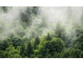 Komar Fototapeten PSH061-VD4 Vlies Fototapete - Forest Land - Größe 400 x 250 cm