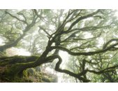 Komar Fototapeten PSH092-VD4 Vlies Fototapete - The Forgotten Forest - Größe 400 x 250 cm