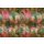 AS Digital Wandbilder Farbe Rosa Grün Beige   Walls by patel 4 grandezza