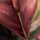 P250-VD4 Tapeten Komar Pure 2 Jungle Spot Farbe Grün Vlies Fototapete