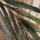 P250-VD4 Tapeten Komar Pure 2 Jungle Spot Farbe Grün Vlies Fototapete