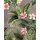 P256-VD2 Tapeten Komar Pure 2 Large Bloomed Farbe Beige,Grün Vlies Fototapete