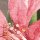 P256-VD2 Tapeten Komar Pure 2 Large Bloomed Farbe Beige,Grün Vlies Fototapete