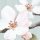 P264-VD3 Tapeten Komar Pure 2 Apple Blossom Farbe Blau Vlies Fototapete
