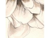 P267-VD2 Tapeten Komar Pure 2 Vintage Chrysanthemum Farbe Beige,Gold Vlies Fototapete