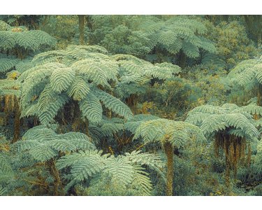 PSH106-VD4 Tapeten Komar Pure 2 Jungle Lands Farbe Grün Vlies Fototapete