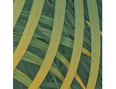 PSH110-VD2 Tapeten Komar Pure 2 Neon Fern Farbe Grün Vlies Fototapete